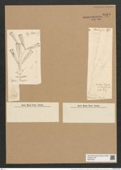 Licmophora grandis var. divisa (Kuetz.) Grun. (de-Toni-Nr.: Genus 86, Species 2966) Zeichnungen Sammlung Grunow Nr. 6019 (NHMW-BOT-W0374524)